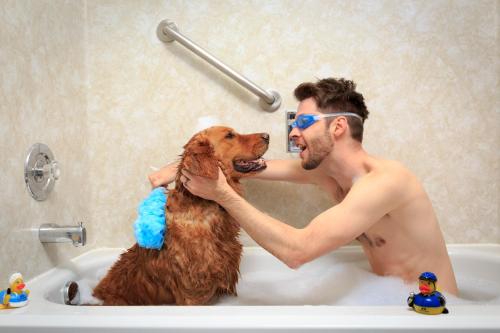 a man brushing his dog in the bath tub at Accent Inns Burnaby in Burnaby