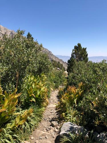 a trail through some plants on a mountain at Winnedumah Hotel in Independence