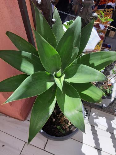 a green plant in a pot on a table at Il Diamante in Crotone