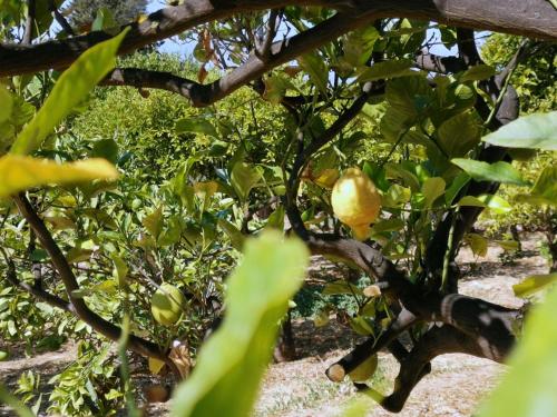 a branch of a lemon tree with fruits on it at Villa La Lumia B&B Suites & Apartments in Agrigento