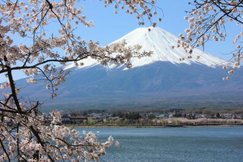 a mountain in the distance with a lake andakura trees at Ururun Kawaguchiko in Fujikawaguchiko
