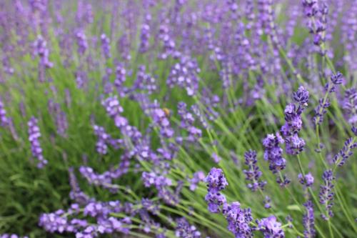a bunch of purple lavender flowers in a field at Ururun Kawaguchiko in Fujikawaguchiko