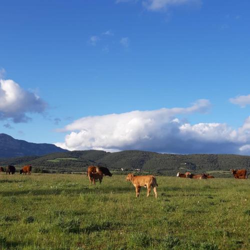 a herd of cows grazing in a field of grass at Les Cases De Borrells in Lladurs