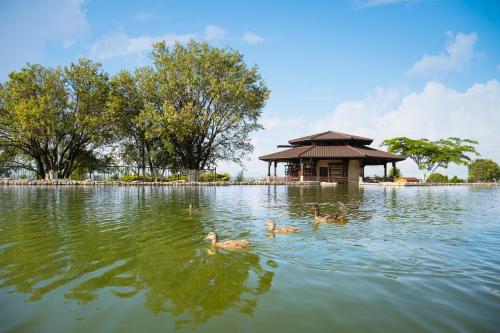 a group of ducks swimming in a lake with a gazebo at Park & Spa Hotel Markovo in Plovdiv