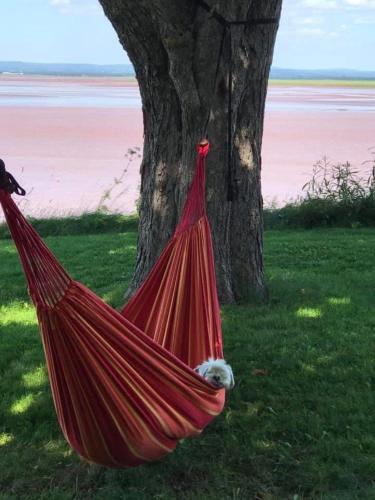 a dog sleeping in a hammock under a tree at Cresthaven By the Sea in South Maitland