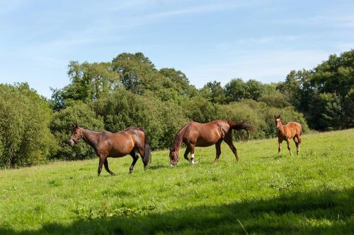 three horses walking in a field of grass at Coolcormack Stud B&B in Waterford