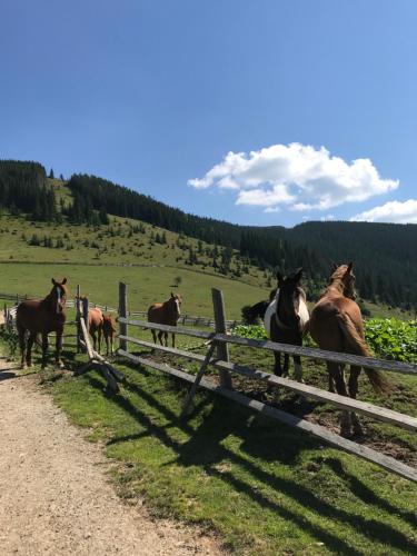 a group of horses standing next to a fence at Вілла Софі in Verkhovyna