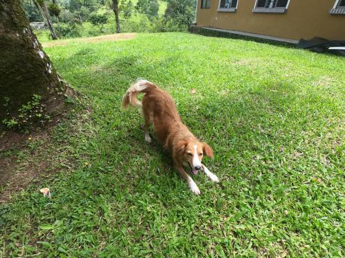 a dog laying in the grass next to a tree at Eco Guest House - Sarapiquí 1 in Sarapiquí