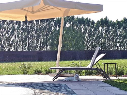 a white cat laying next to a chair under an umbrella at Agriturismo Casalbergo in Isola della Scala
