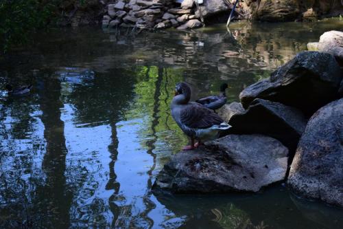two ducks standing on rocks next to a pond at Quinta Sul America in Moimenta da Beira
