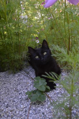 a black cat sitting on rocks in a garden at Das Nest in Eisenstadt