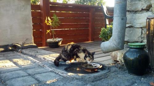 a cat eating food out of a bowl on a patio at Káli Apartman in Bakonybél