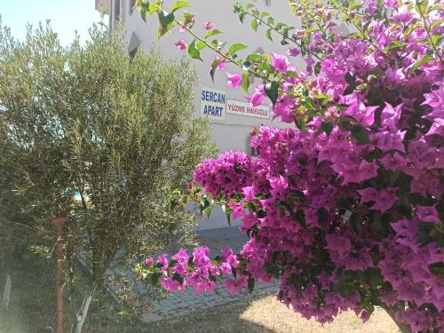 a bunch of purple flowers hanging from a tree at Sercan Apart in Kızılot