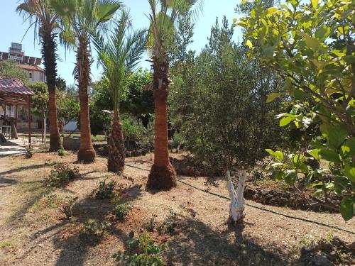 a row of palm trees in a park at Sercan Apart in Kızılot