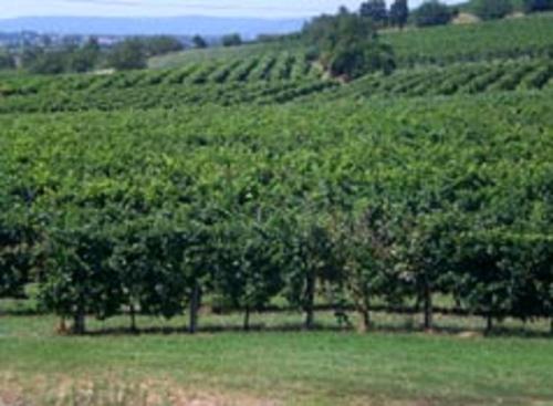 a group of trees in the middle of a field at Il Feudo in Vo Euganeo