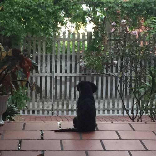 a black dog sitting in front of a white fence at Vannie Homestay Halong in Ha Long