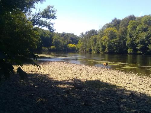 a dog standing on the shore of a river at Pierre Deluen Domaine de la Grange de Quaire in Chassenon