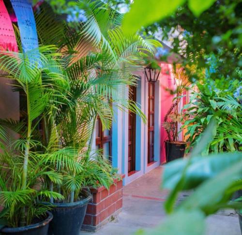 a group of plants in front of a building at Hotel Las Golondrinas in Oaxaca City