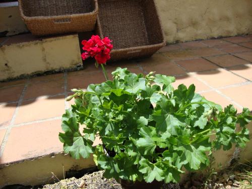 a red flower in a potted plant on a patio at Casitas La Brenda y La Gaga in Los Realejos