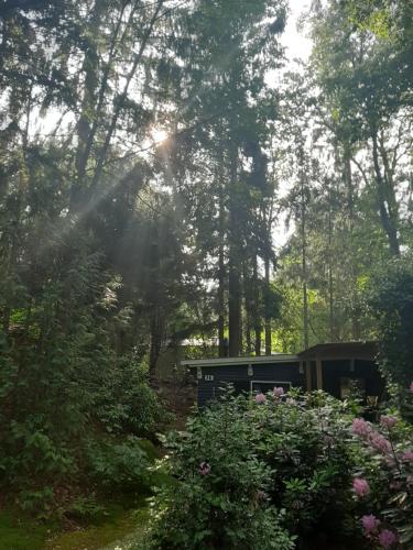 Zahrada ubytování De Boshut Vledder