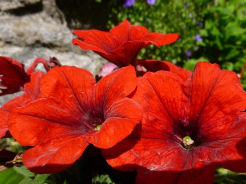 a group of red flowers in a garden at Maison Mauro in Prats-de-Mollo-la-Preste