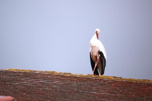 a bird standing on the roof of a building at Wohnatelier im Bioweingut in Rust
