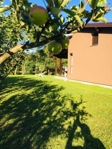 a shadow of an apple tree in a yard at House Legacy in Bihać