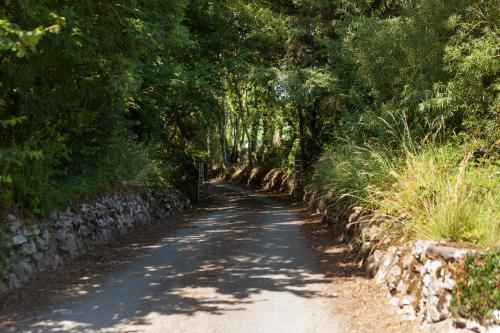 a dirt road with trees and a stone wall at Coolcormack Stud B&B in Waterford
