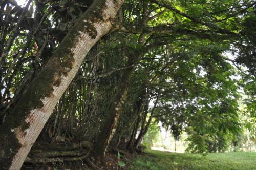 a group of trees with a large tree trunk at Hospedaje Amanecer in Turrialba