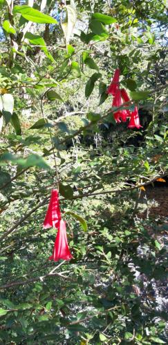 a group of red flowers hanging from a tree at Paraíso Liumalla Lodge in Villarrica