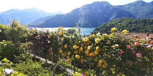 a field of flowers with mountains in the background at Magic Garden with Jacuzzi-Pool and Luxury Lake Como view in Lenno