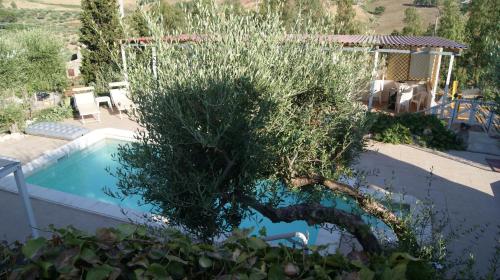 a tree in a garden next to a swimming pool at B&B Eyexei Domus in Agrigento