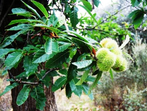 a bunch of durians hanging from a tree at Rural Médulas Viviendas de uso turistico 2 y Casas rurales 2 in Las Médulas