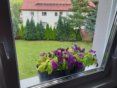 a window with a pot of flowers on a window sill at Ubytování ADR100 Adršpach in Adršpach