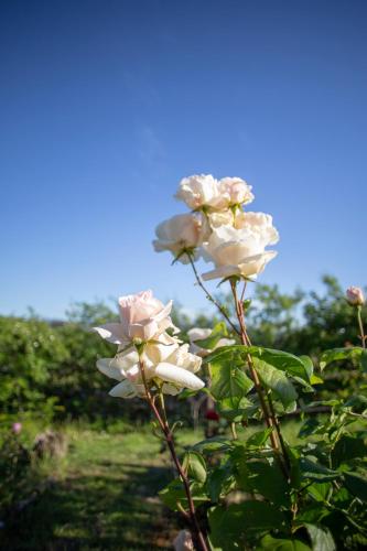 a rose bush with white flowers in a field at Rural Médulas Viviendas de uso turistico 2 y Casas rurales 2 in Las Médulas
