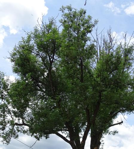 a tree with green leaves on a cloudy sky at Au Frêne Centenaire in Bras
