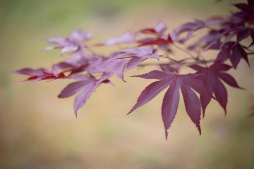 une bande de feuilles violettes sur une plante dans l'établissement Rural Médulas Viviendas de uso turistico 1 y 2 y Casas rurales 3 y 4, à Las Médulas