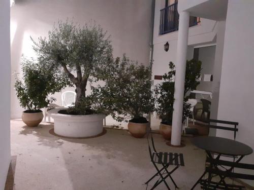 a group of potted trees in pots in a courtyard at L îlot Grec in Saint-Palais-sur-Mer