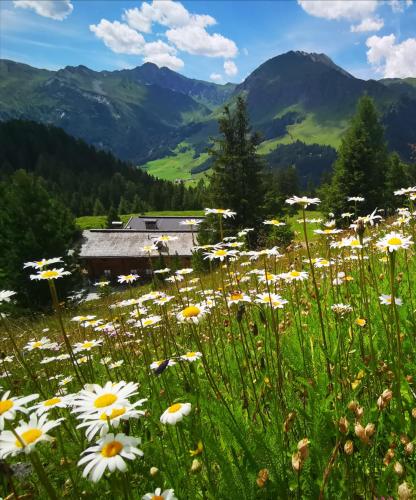 a field of daisy flowers in the mountains at Berghäusl in Tux