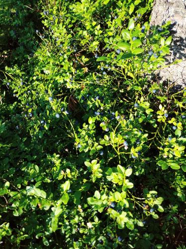 a green bush with lots of green leaves at Penzion U Lucerny s malou farmičkou in Kytlice