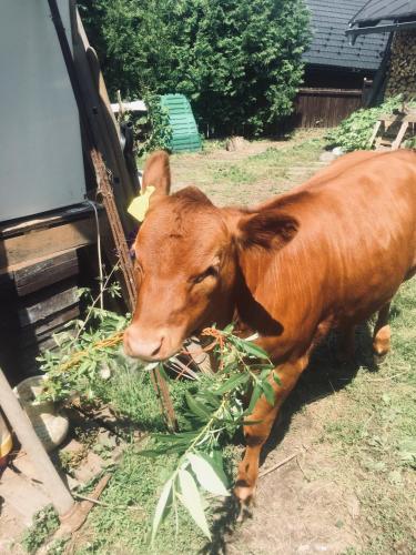 a brown cow eating grass next to a truck at Penzion U Lucerny s malou farmičkou in Kytlice