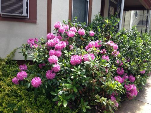 Κήπος έξω από το Bowers House BnB Harvard MIT Cambridge Boston