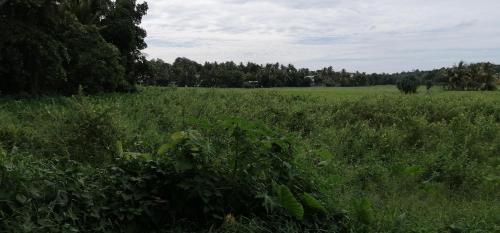 Landskap semula jadi dekat dengan vila ini