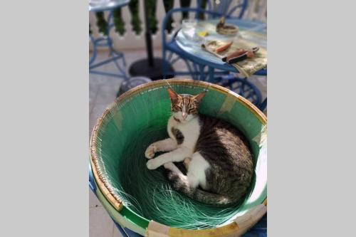 a cat laying in a basket on a table at Im Herzen von Koroni in Koroni