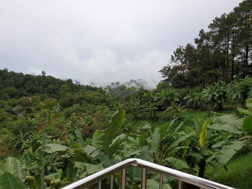 a view of a field of banana plants at DOI TUNG Anisa Homestay in Chiang Rai