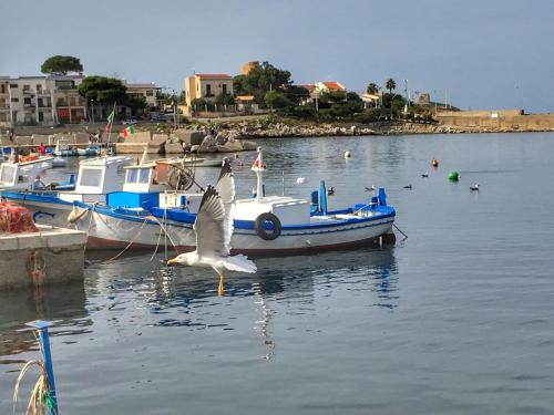 a bird flying over a body of water with boats at Casa Vacanza La Isla Bonita in Isola delle Femmine
