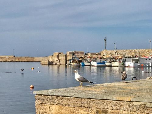 a group of birds standing on the edge of a harbor at Casa Vacanza La Isla Bonita in Isola delle Femmine