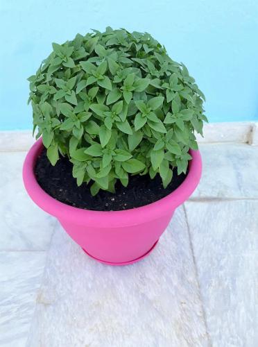 a pink pot with a green plant in it at Stratos Hotel in Pythagoreio