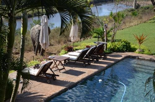 a group of chairs and umbrellas near a pool with an elephant at Khandizwe Kruger Villa in Malelane