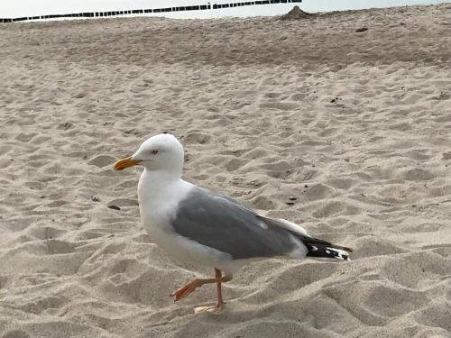 a seagull standing on the sand on a beach at Graalresidenz in Graal-Müritz